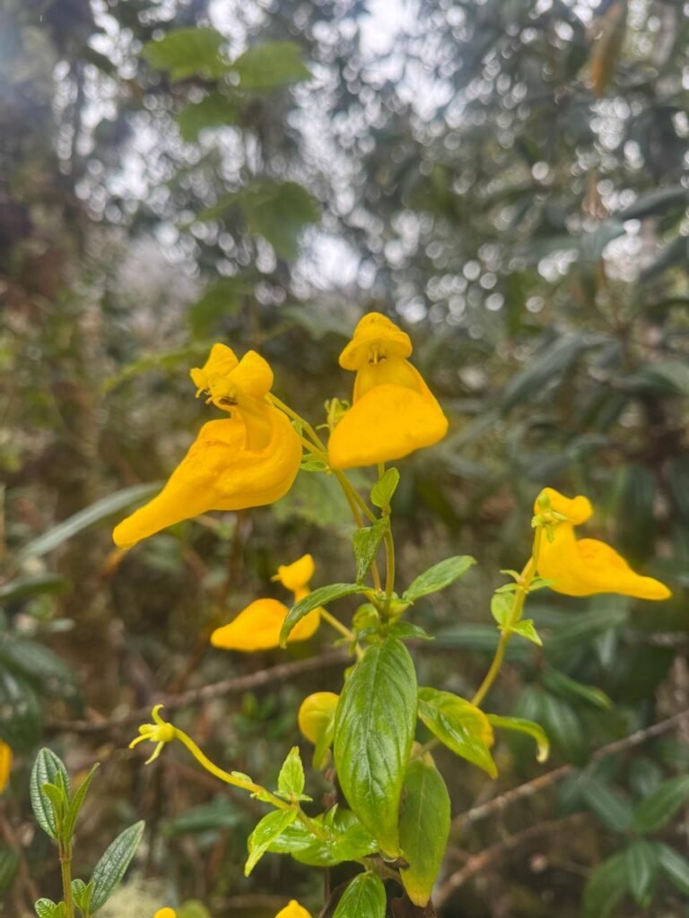 ORQUIDEAS EN CAMINO INKA
