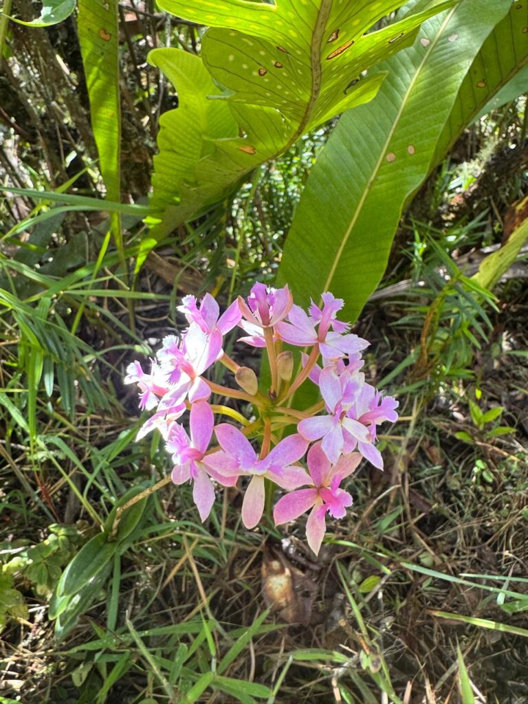ORCHIDS ON THE INKA TRAIL
